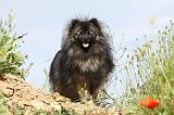 SPITZ ALLEMAND 401